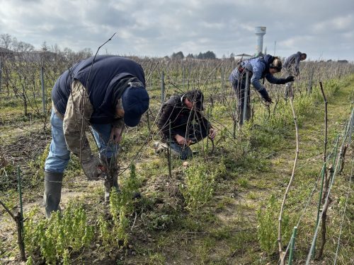 photo gars de la vigne