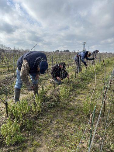 Photo gars de la vigne