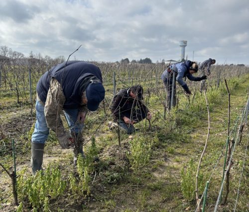 Photo gars de la vigne